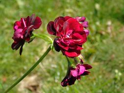 Sachische Flower Beautiful