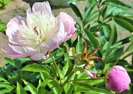 Pion Flower Garden Beautiful