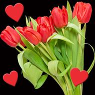 Tulip Flower Bouquet Of Flowers