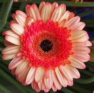 Flower Plant Gerbera