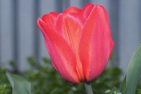 Tulip Flower Large