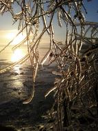 trees with ice beautiful