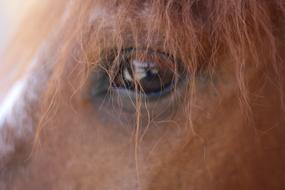 Hair Nature Portrait