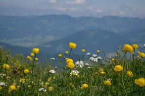 Field Meadows Nature