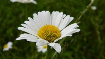 Daisy Meadow Flower