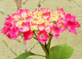 Flower Flowering Hydrangea Pink