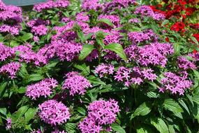 Annual Flowers Plants