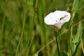 a white flower in the grass