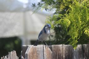 Nature Bird Outdoors