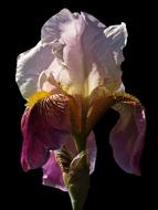 Iris Flower Blossom