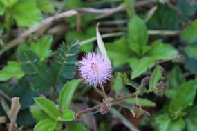 Mimosa Wild Flower