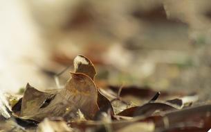 Leaf Autumn Brown