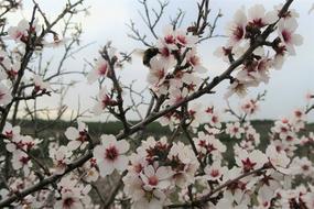 Almond Tree Flower