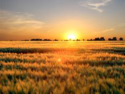 sunny weather in the field