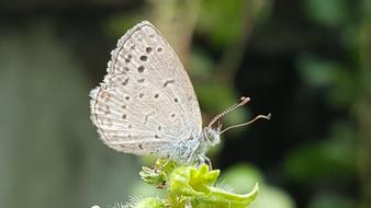 Nature Insects Butterfly