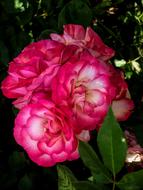 Flowers Flora Pink And White