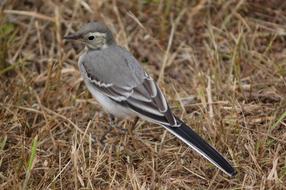 Nature At The Court Of Birds Grey