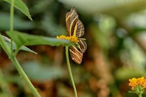 Butterfly Flower Tropical