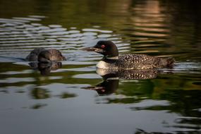 Loon Nature Bird