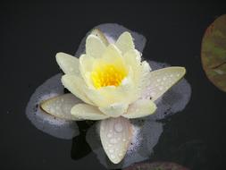 Flower Plant Nature