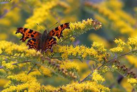 Nature Flora Outdoors