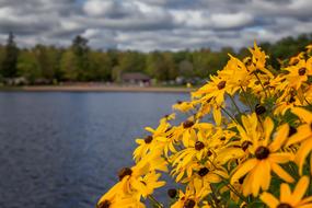 flowers by the lake landscape