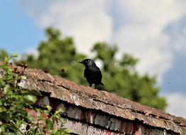 Nature Bird Outdoors