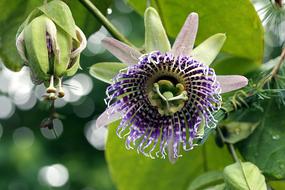 Nature Flower Plant