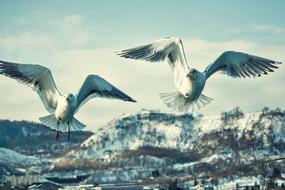 Herring gull in the mountains