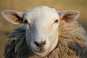 White sheep head