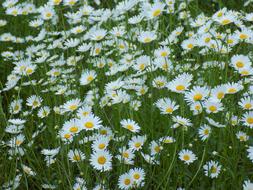 Chamomile Flowers Of The Field