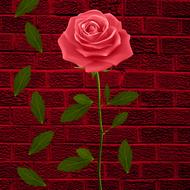 flower flowers petals rosa leaves
