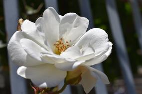 Flower Nature Plant