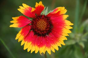 Flower Yellow Red