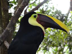 Wild Life Birds Animalia