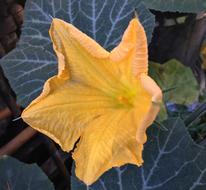 Yellow Flower Petals