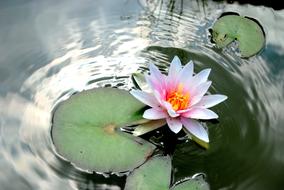 Flower Lotus Plant Body Of water