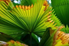 Palm Leaves Tree