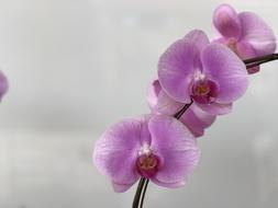 Flower Nature Plant