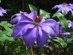 Clematis Purple Flower