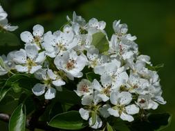 Flower Plant Nature