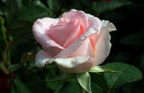 Flower Rose Pink