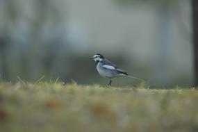 Bird Wild Animals Natural