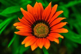 Beautiful Flower Nature