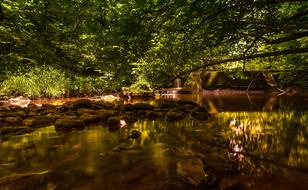 Nature Forest Landscape