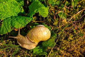 snail yellow earth grass