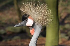 Nature Bird Animal World