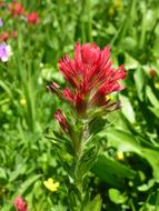 Wildflower Red Flower