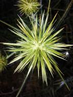 Nature Plant Flower