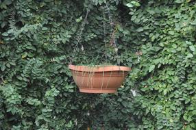 Ivy Leaf Plant